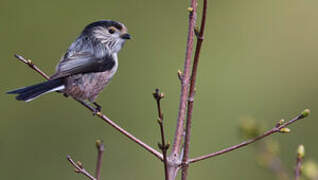 Long-tailed Tit