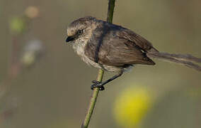 American Bushtit