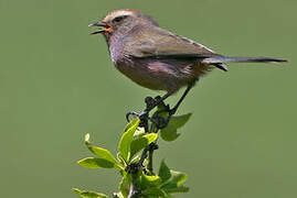 White-browed Tit-warbler