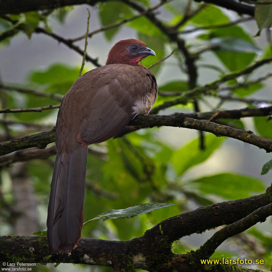 Rufous-headed Chachalaca