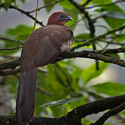 Rufous-headed Chachalaca