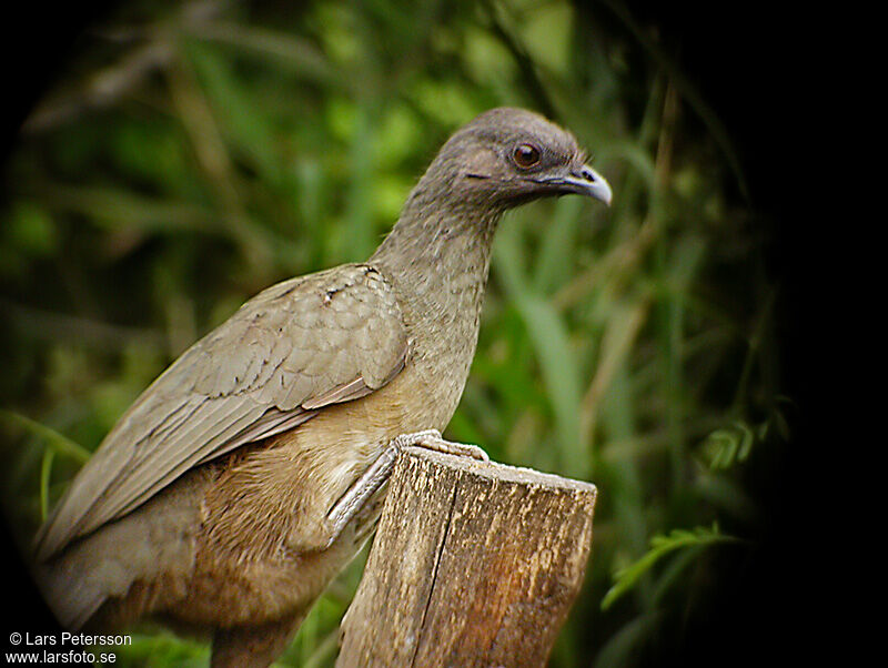 Plain Chachalaca