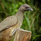 Ortalide chacamel