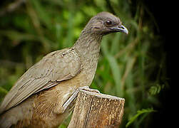 Plain Chachalaca