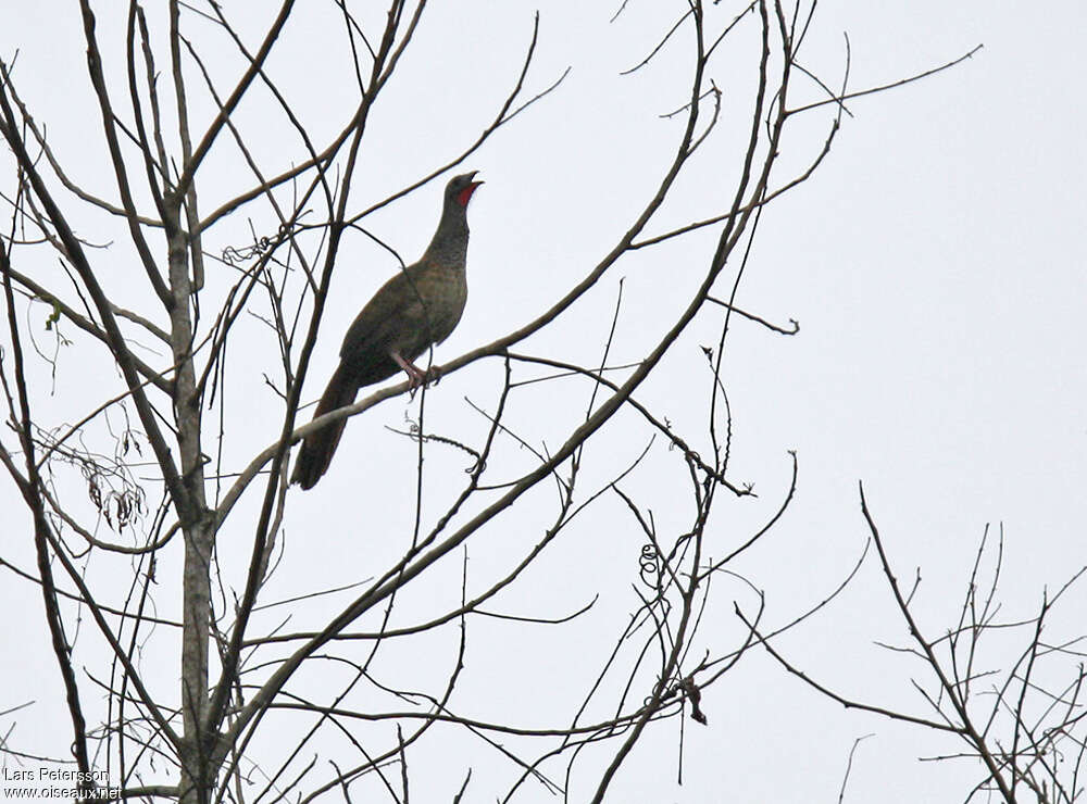 Colombian Chachalaca, habitat, song, Behaviour