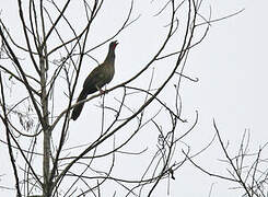 Colombian Chachalaca