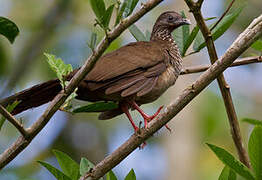 Speckled Chachalaca