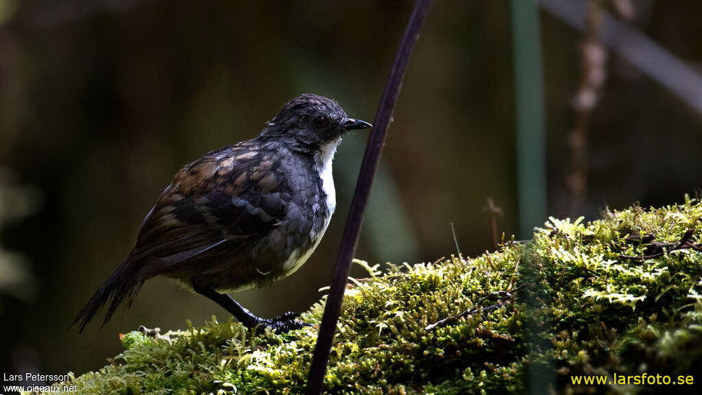 Orthonyx de Nouvelle-Guinée mâle adulte, identification