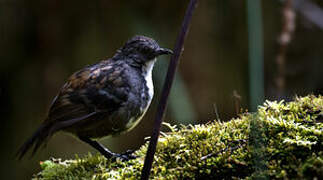 Papuan Logrunner