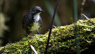 Papuan Logrunner