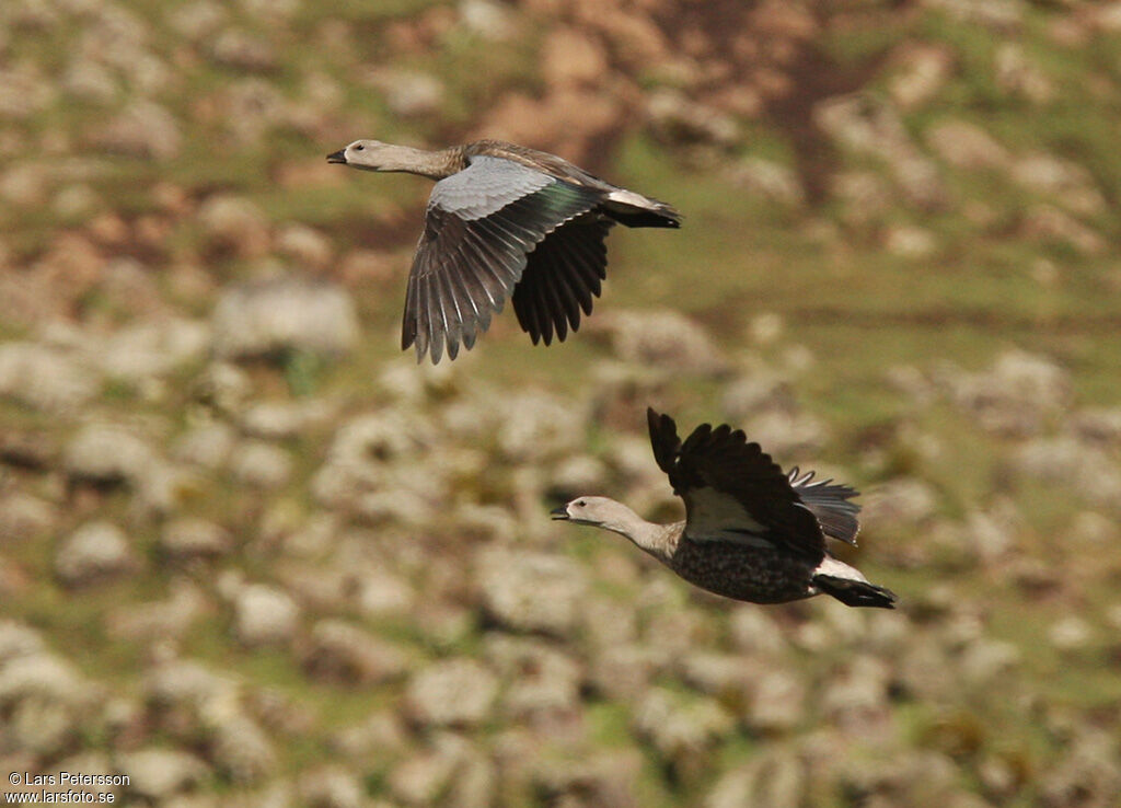 Blue-winged Goose