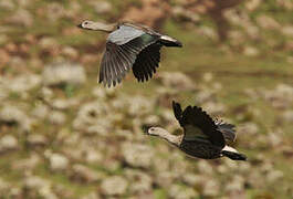 Blue-winged Goose