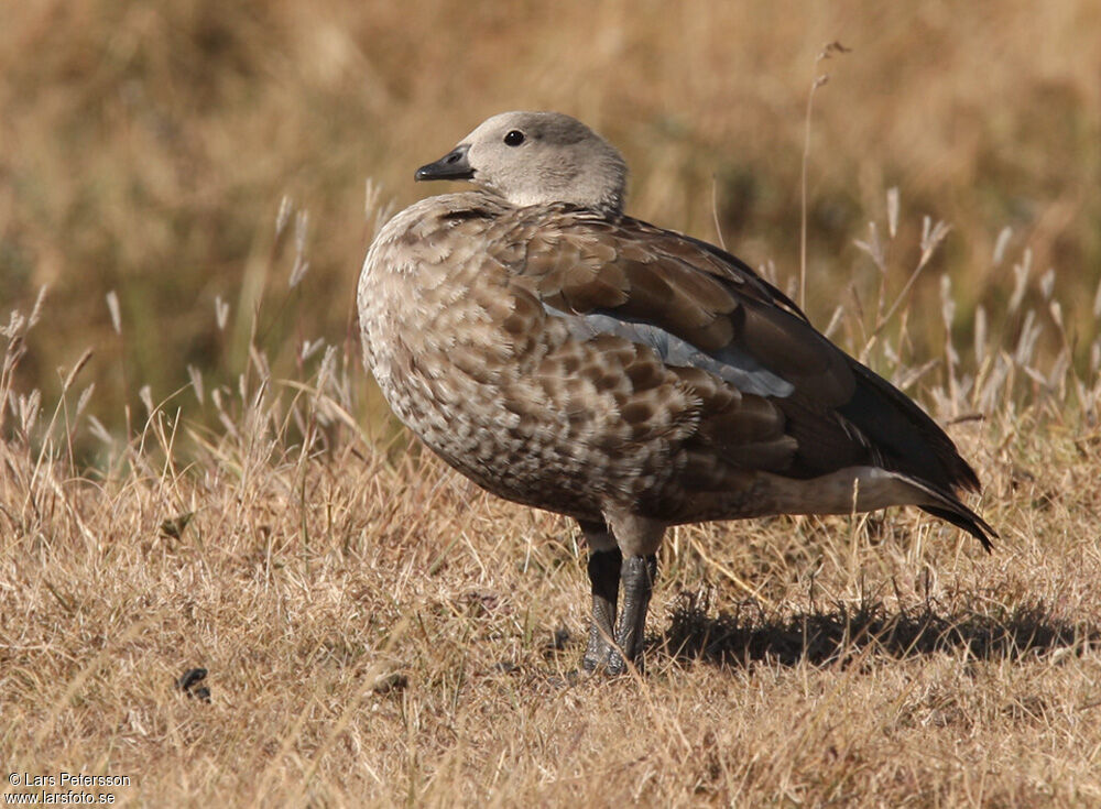 Blue-winged Goose