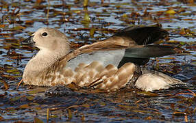 Blue-winged Goose