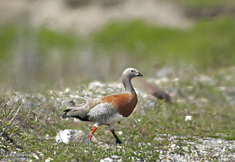 Ashy-headed Goose