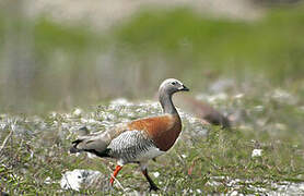 Ashy-headed Goose