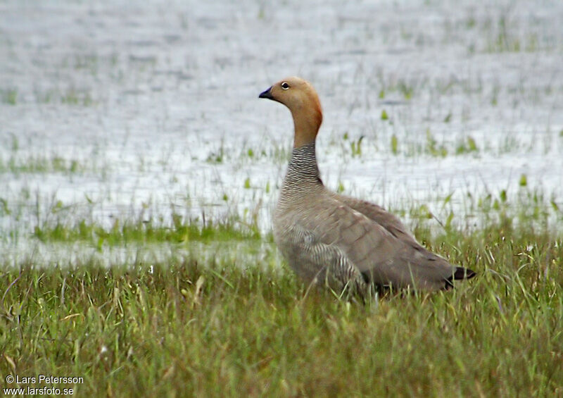 Ruddy-headed Goose