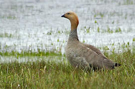 Ruddy-headed Goose