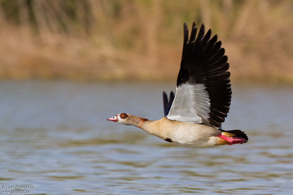 Egyptian Goose