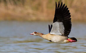 Egyptian Goose