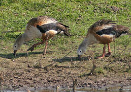 Orinoco Goose