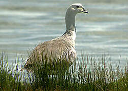 Upland Goose