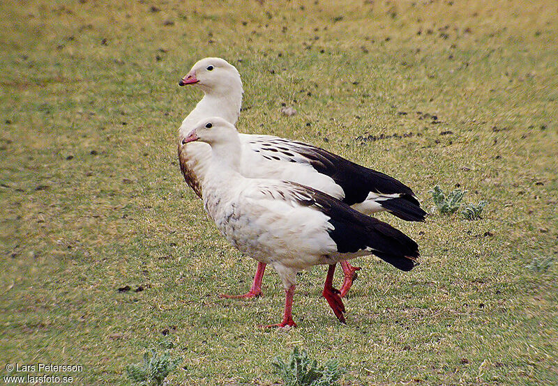 Andean Goose