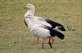 Andean Goose