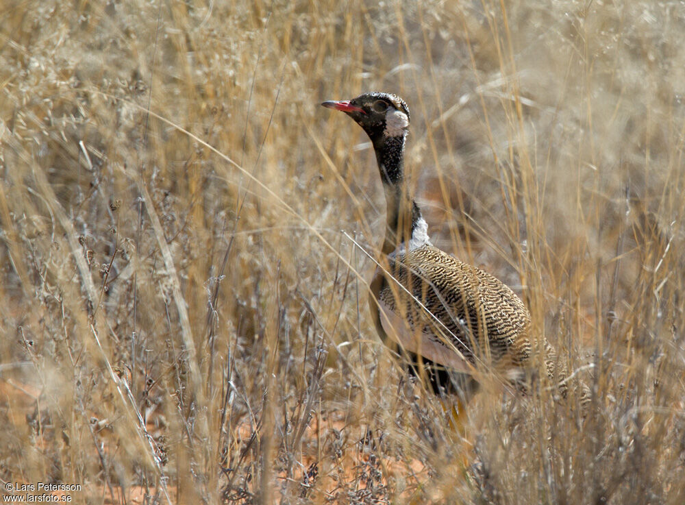 Northern Black Korhaan