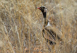 Northern Black Korhaan