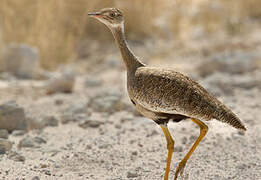 Northern Black Korhaan