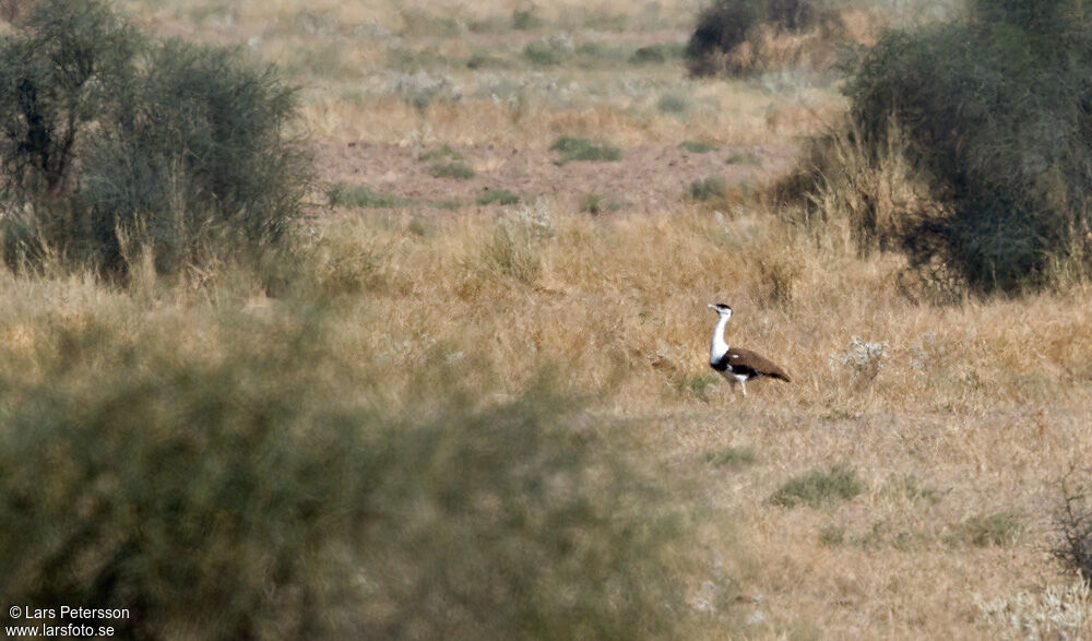 Great Indian Bustard