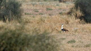 Great Indian Bustard