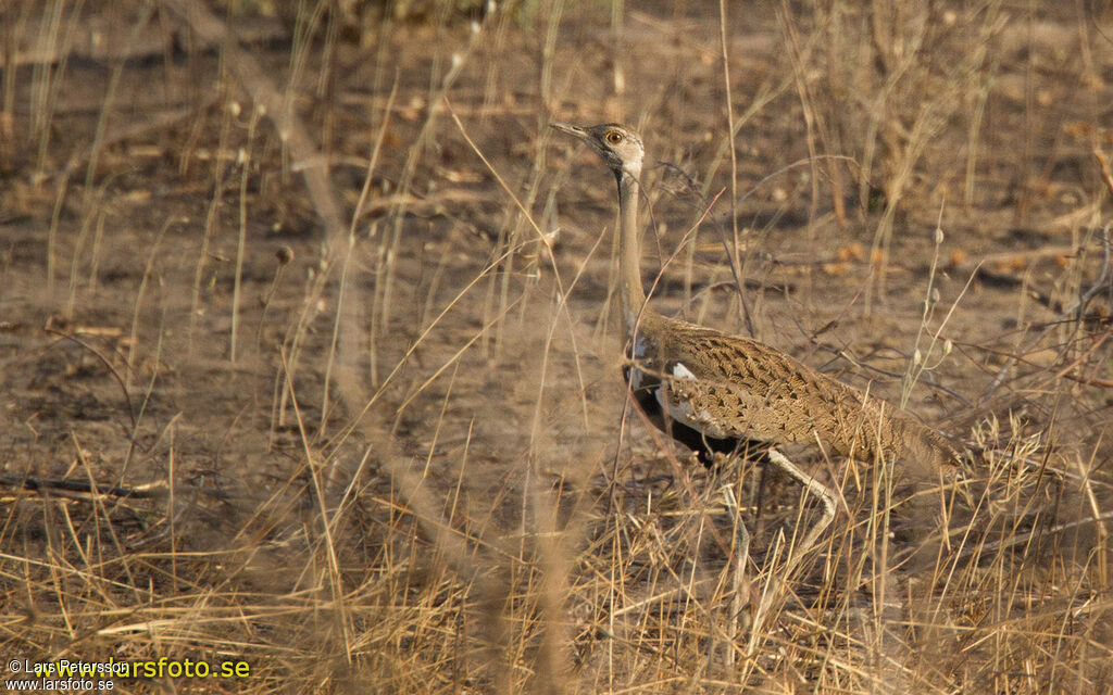 Black-bellied Bustard