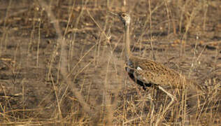 Black-bellied Bustard