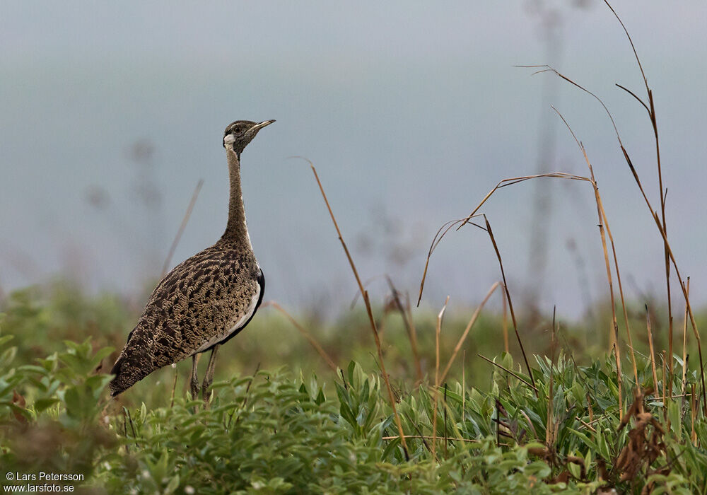 Black-bellied Bustard