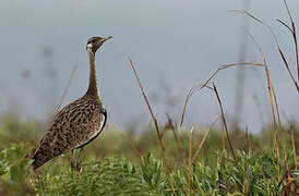 Black-bellied Bustard