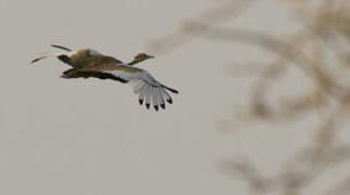 Black-bellied Bustard