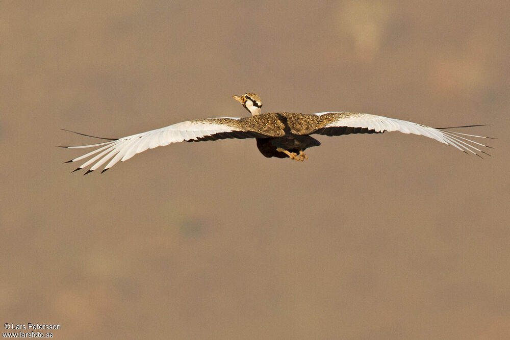 Black-bellied Bustard