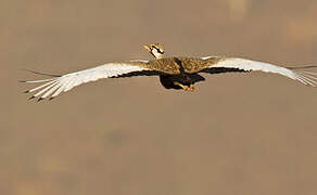 Black-bellied Bustard