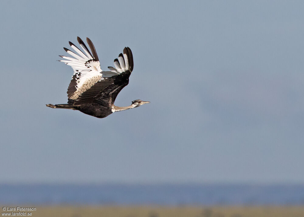 Black-bellied Bustard