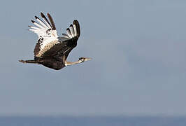 Black-bellied Bustard