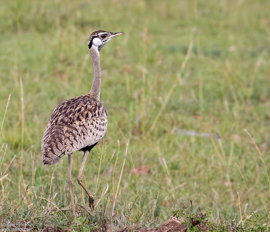 Black-bellied Bustard