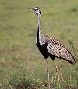 Black-bellied Bustard