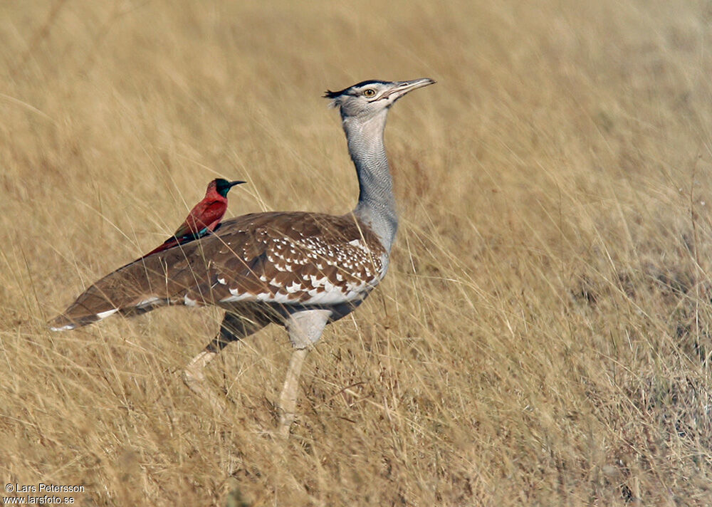 Arabian Bustard