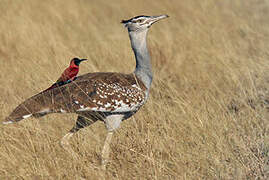 Arabian Bustard