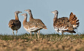 Great Bustard