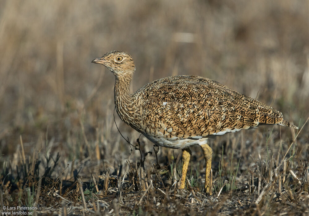 Little Bustard