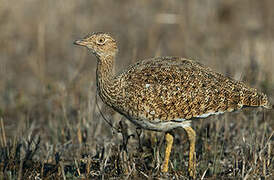 Little Bustard