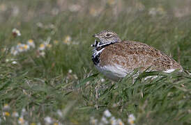 Little Bustard